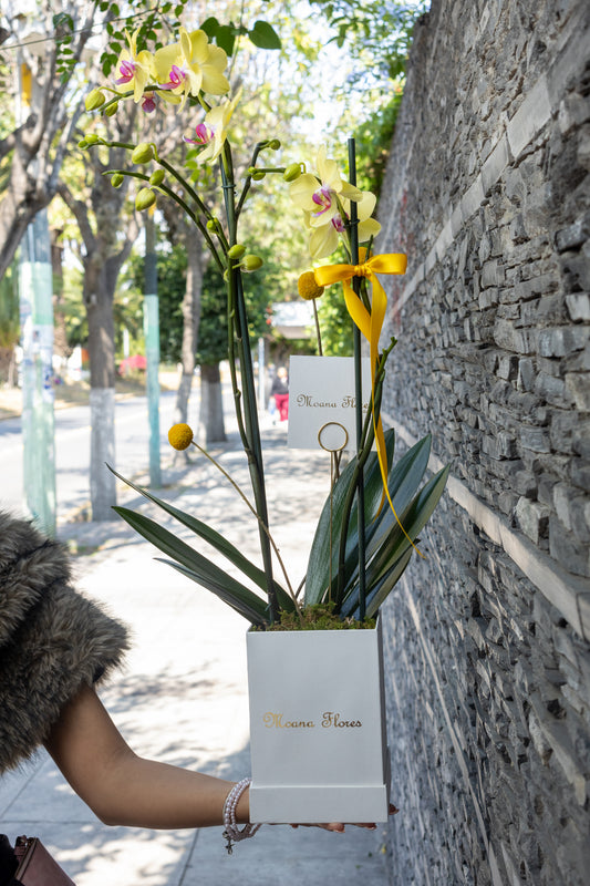 Orquídea amarilla en caja cuadrada