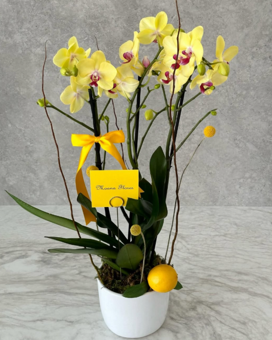 Orquídea amarilla en maceta con follajes secos y craspedias.
