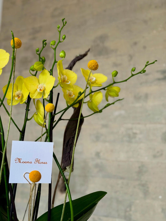 Orquídeas amarillas