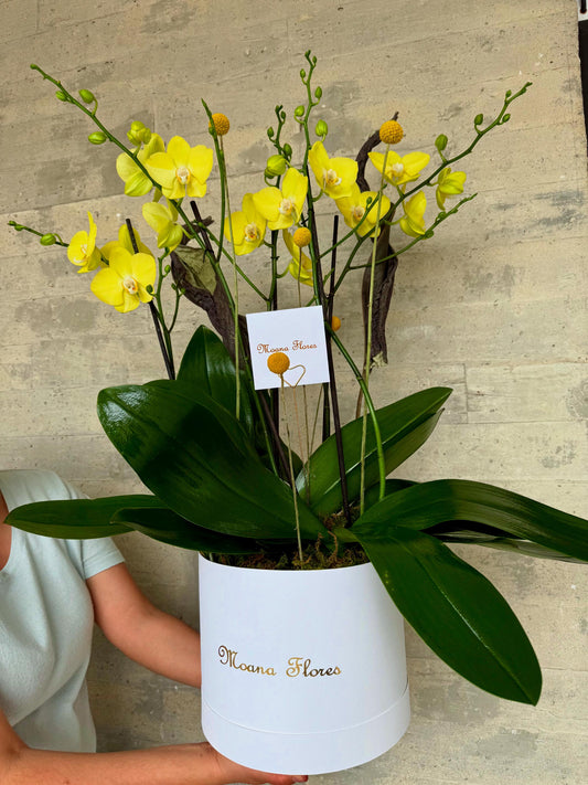 Orquídeas amarillas