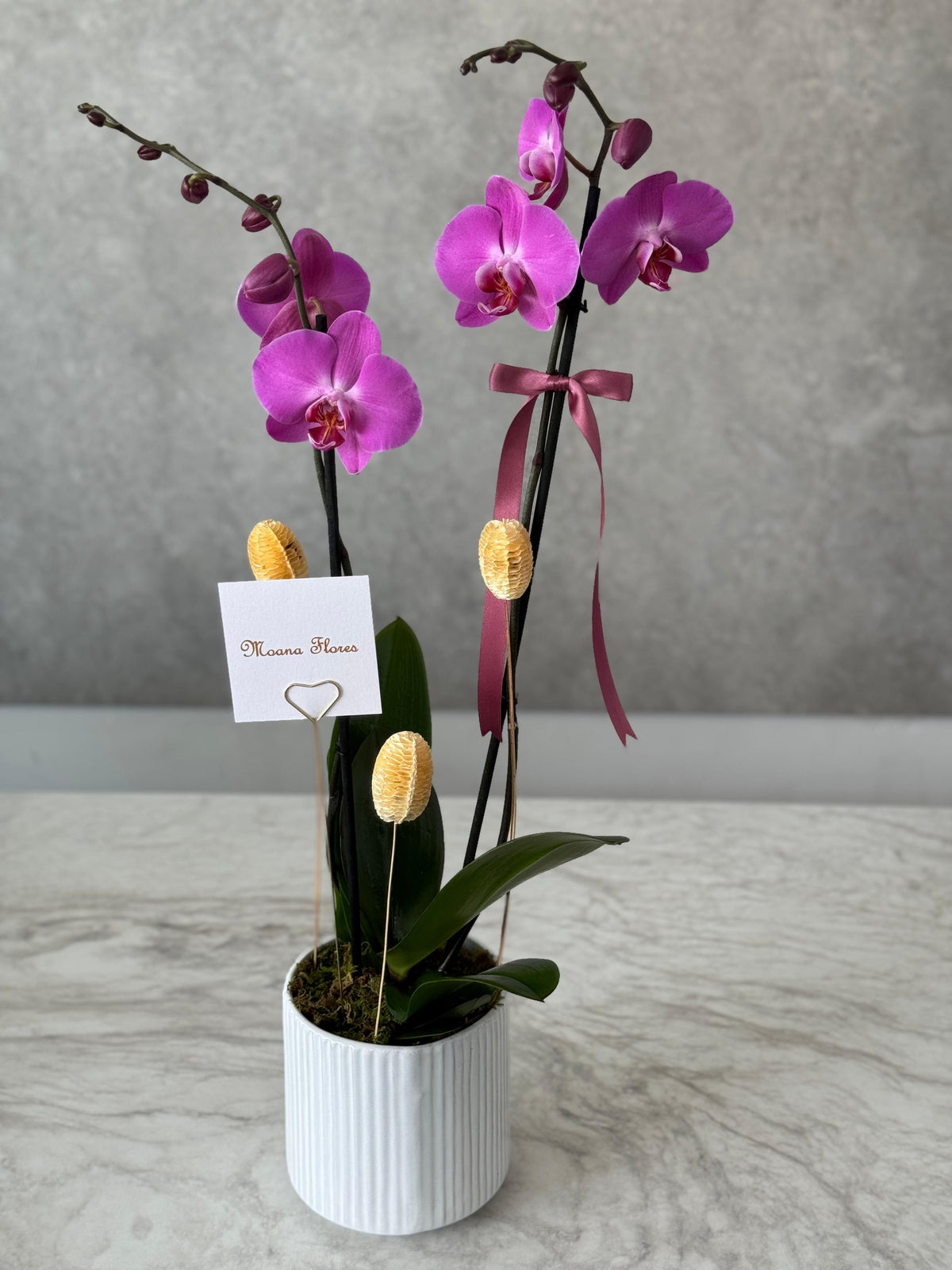 Orquídea lila en maseta. EXP