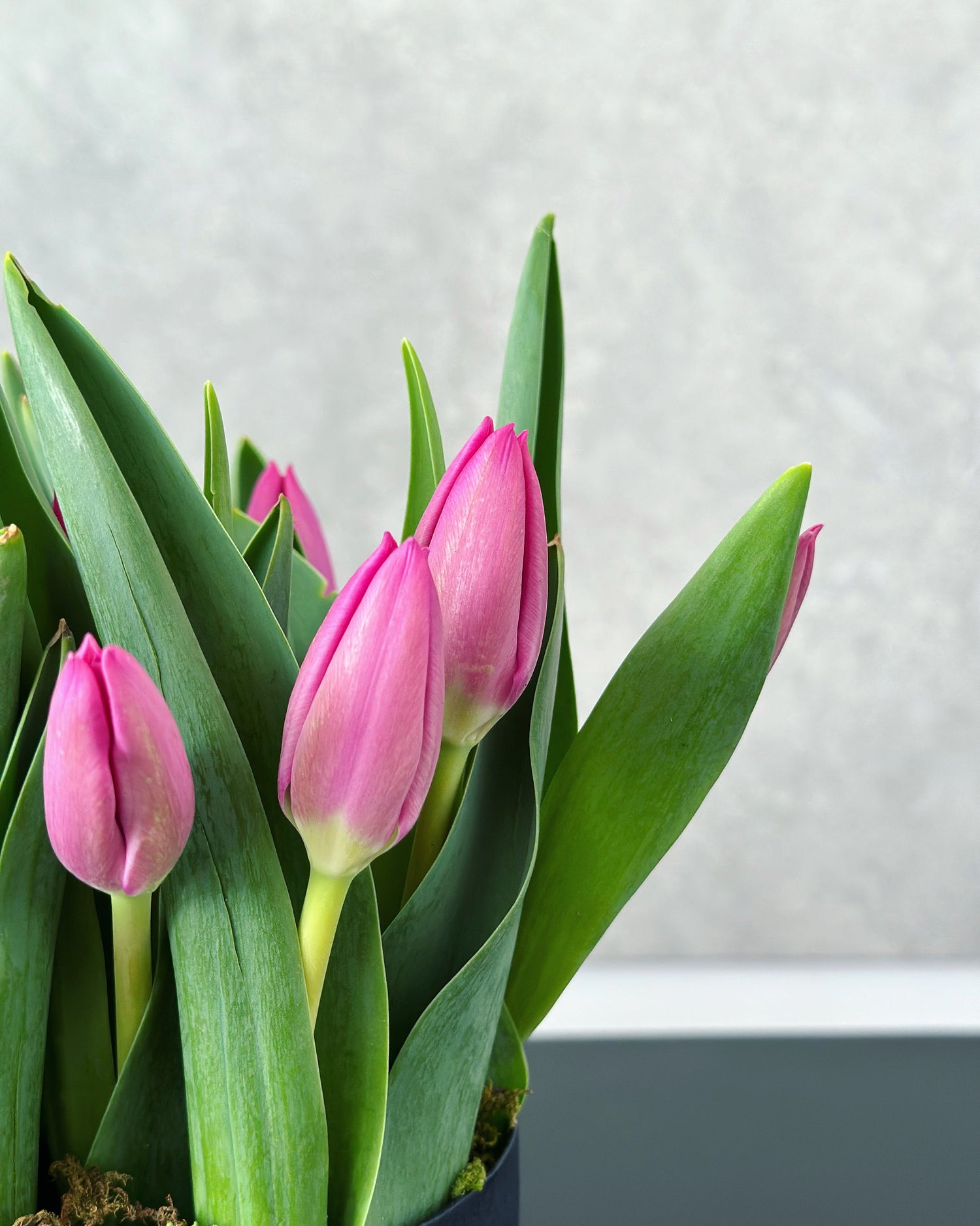 Tulipanes
