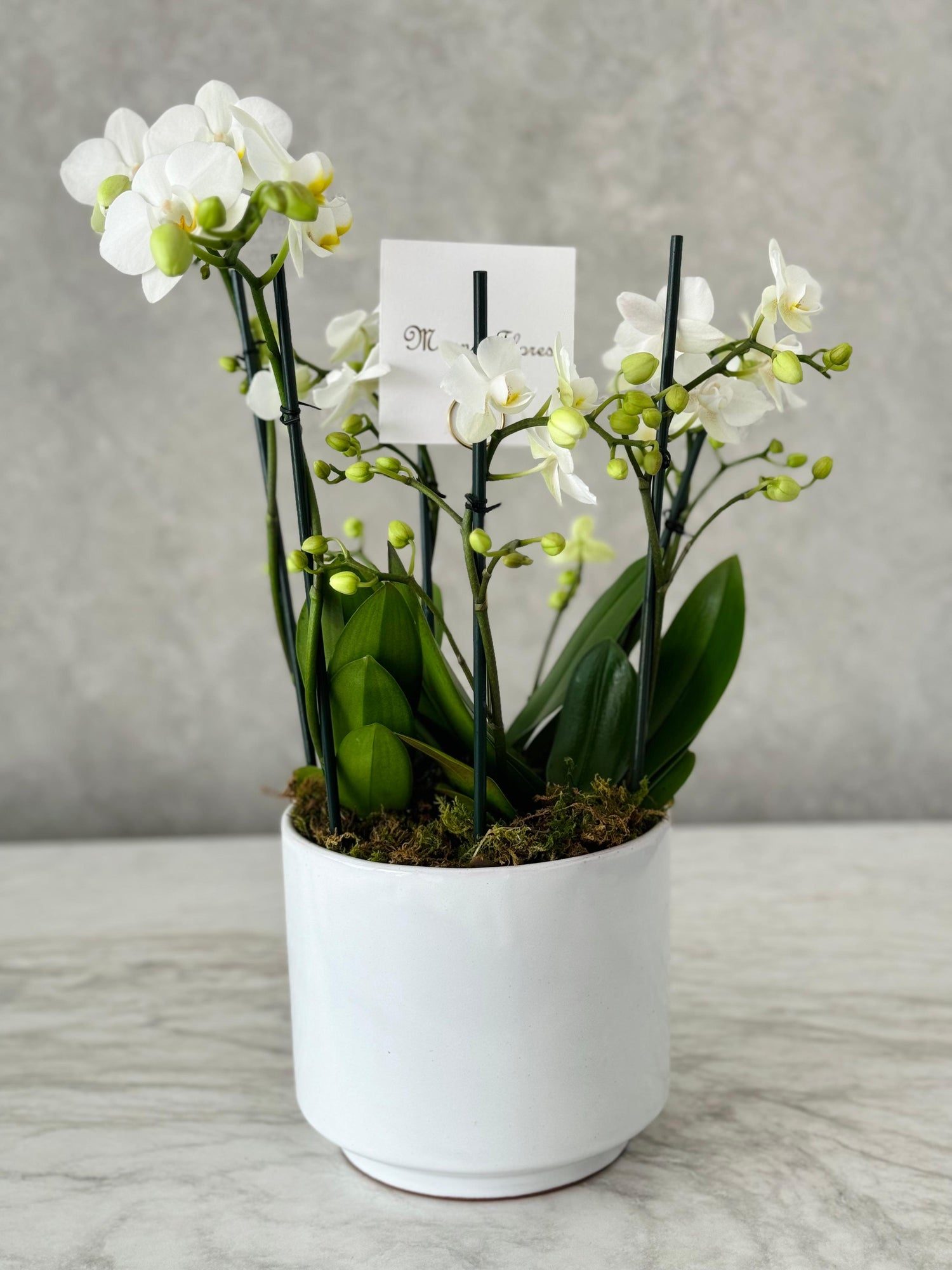 Orquideas