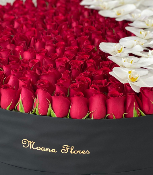 Rosas rojas con orquídeas blancas caja circular grande