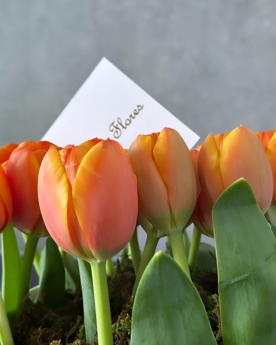 Tulipanes naranjas 20 piezas.