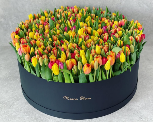 Quinientos tulipanes multicolor