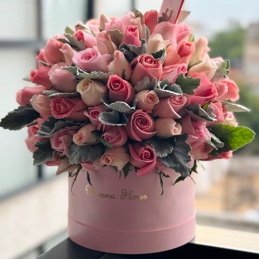 Domo rosas caricia, hermosa y señorita con follaje