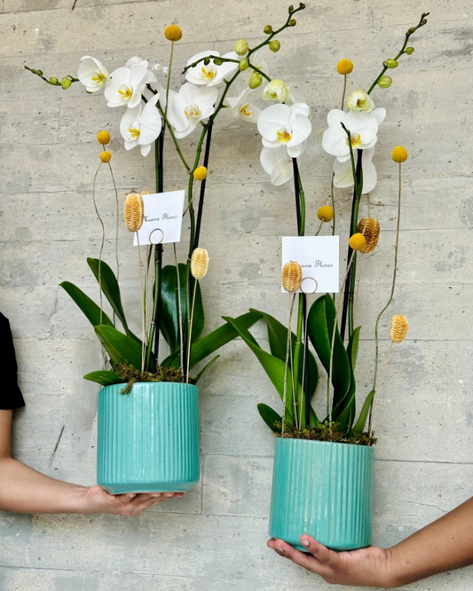 Orquídea blanca.