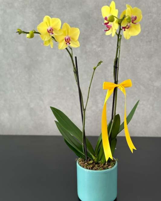 Orquídeas amarillas en maceta