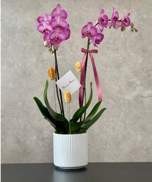 Orquídea morada en maceta.