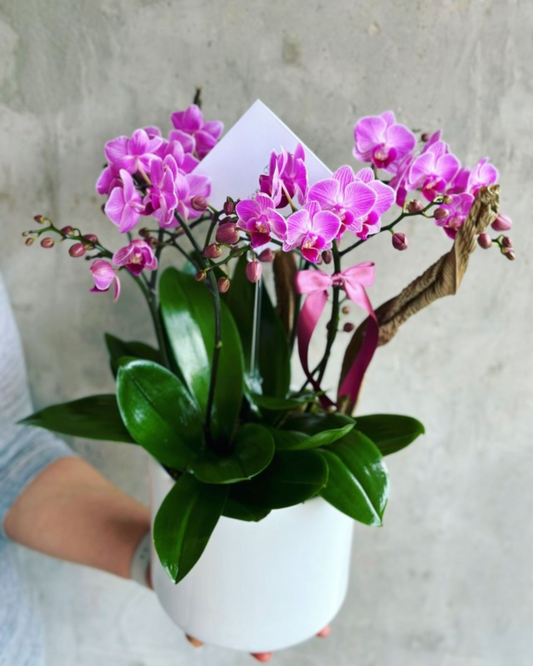 orquídeas moradas con follaje seco