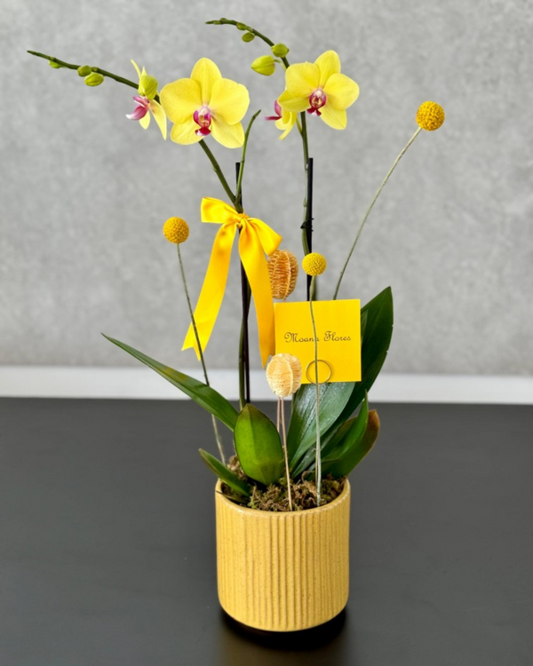 Orquídea amarilla.