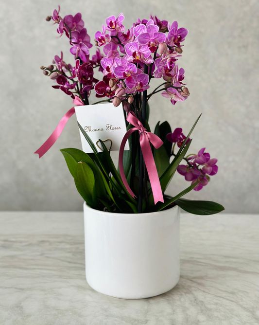 Orquídea mini moradas