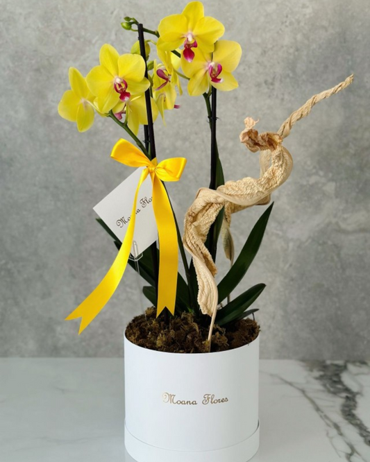 Orquídea amarilla con follaje seco