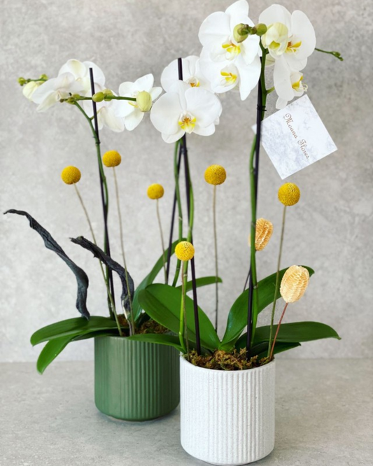 Orquídeas blancas con follaje seco y craspedias