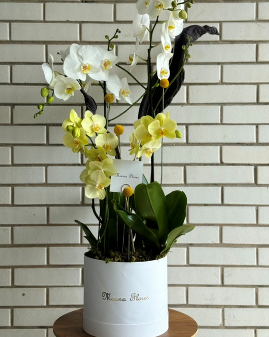 Orquídeas blancas con orquídeas amarillas follaje seco