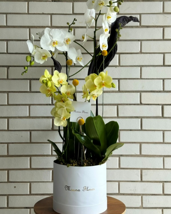 Orquídeas blancas con orquídeas amarillas follaje seco.
