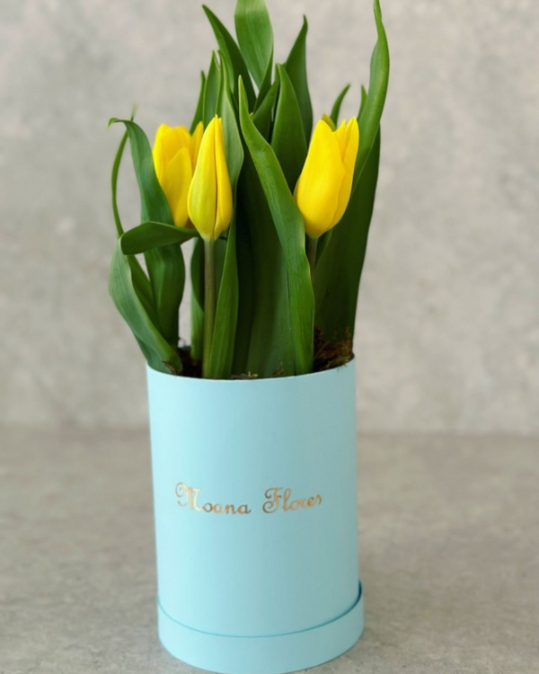 Tulipán amarillo.