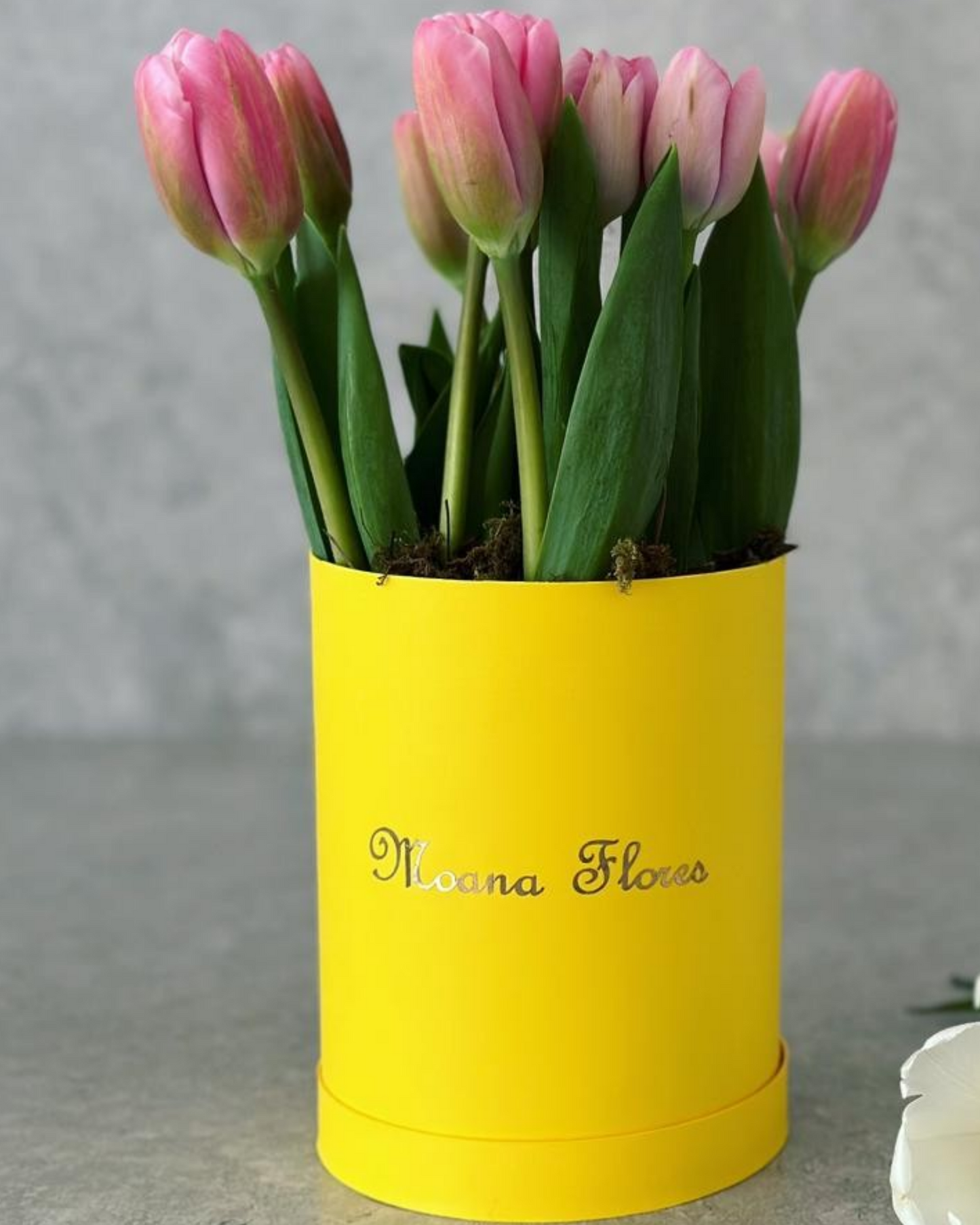 Tulipanes rosas