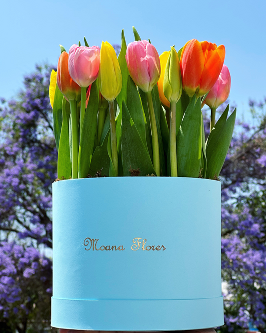 Tulipanes rosas, naranjas y amarillos.