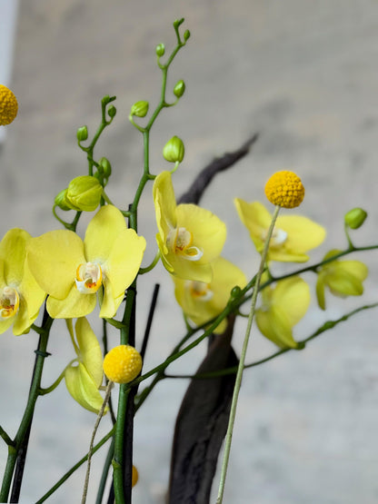 Orquídeas amarillas