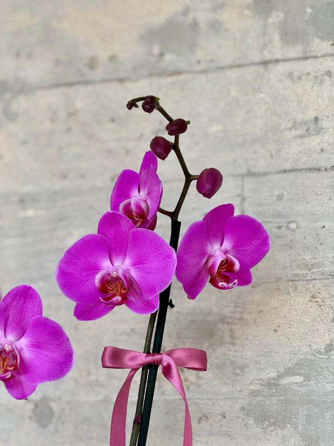 Orquídea en maceta1