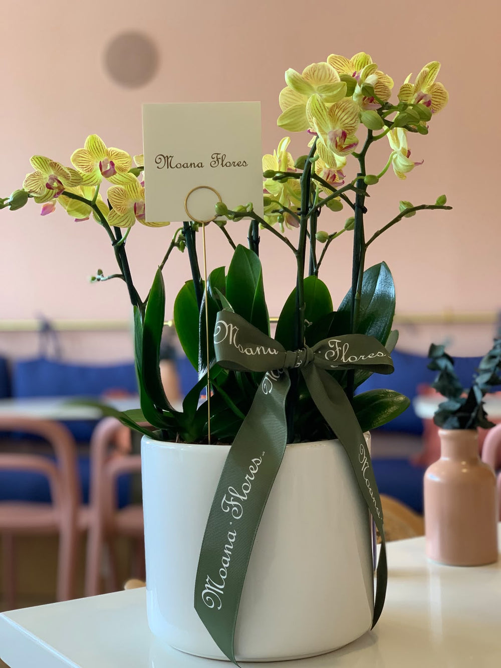 Orquideas de Otoño